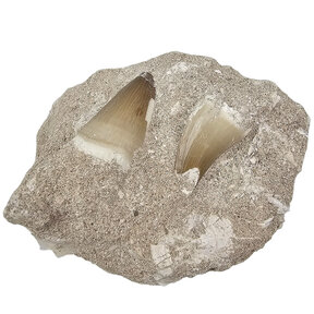 Mosasaur teeth in matrix