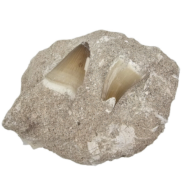 Tand van de mosasaurus in matrix