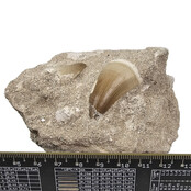 Tooth of the mosasaur in matrix