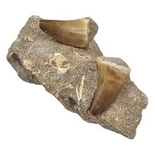 Zahn des Mosasauriers in Matrix