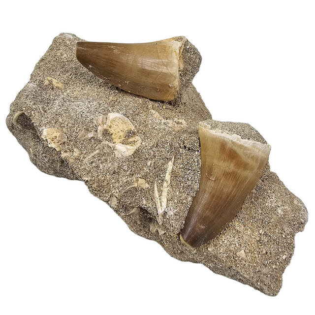 Tand van de mosasaurus in matrix