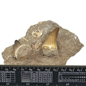 Tand van de mosasaurus in matrix