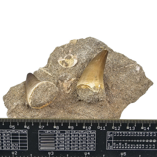 Tand van de mosasaurus in matrix