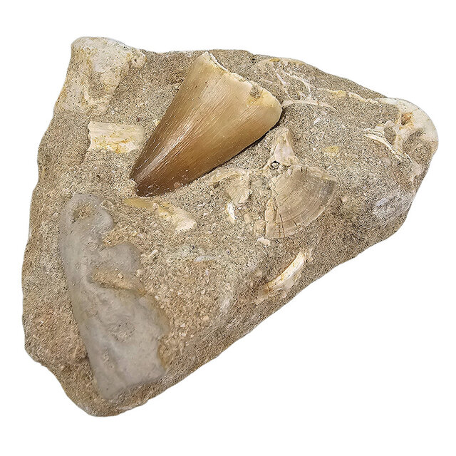 Tooth of the mosasaur in matrix