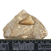 Tand van de mosasaurus in matrix