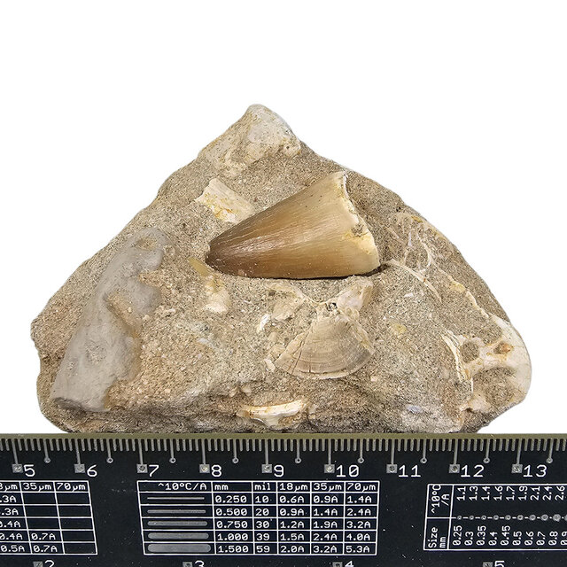 Tand van de mosasaurus in matrix