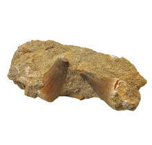 Tand van de mosasaurus in matrix