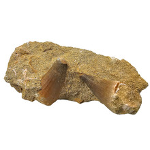 Mosasaurus tanden in matrix