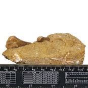 Tooth of the mosasaur in matrix