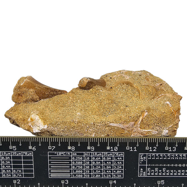 Tooth of the mosasaur in matrix