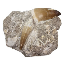 Tand van de mosasaurus in matrix