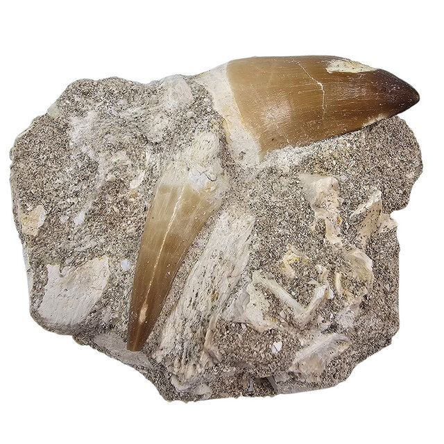 Tooth of the mosasaur in matrix