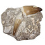 Tooth of the mosasaur in matrix
