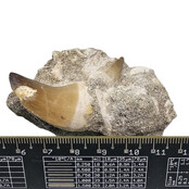 Tooth of the mosasaur in matrix