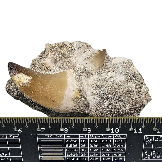 Tooth of the mosasaur in matrix