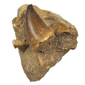 Tand van de mosasaurus in matrix