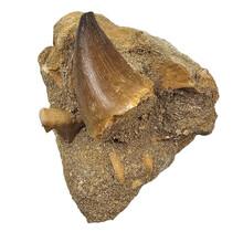 Tooth of the mosasaur in matrix