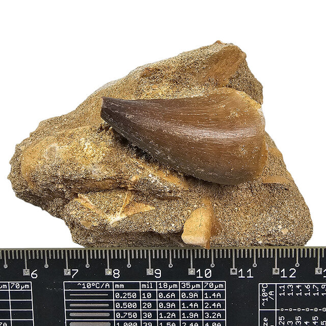 Tooth of the mosasaur in matrix