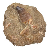 Tand van de mosasaurus in matrix