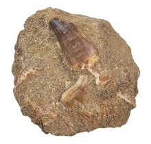 Tooth of the mosasaur in matrix