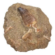 Mosasaurierzahn mit  Haifischzahn Fragment in Matrix