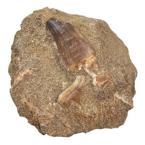 Mosasaur tooth with shark tooth piece in matrix