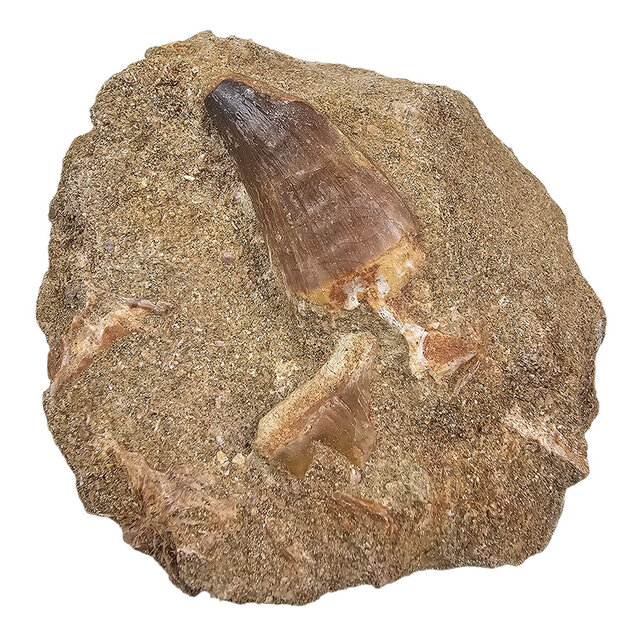 Zahn des Mosasauriers in Matrix