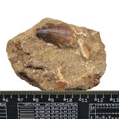 Tand van de mosasaurus in matrix