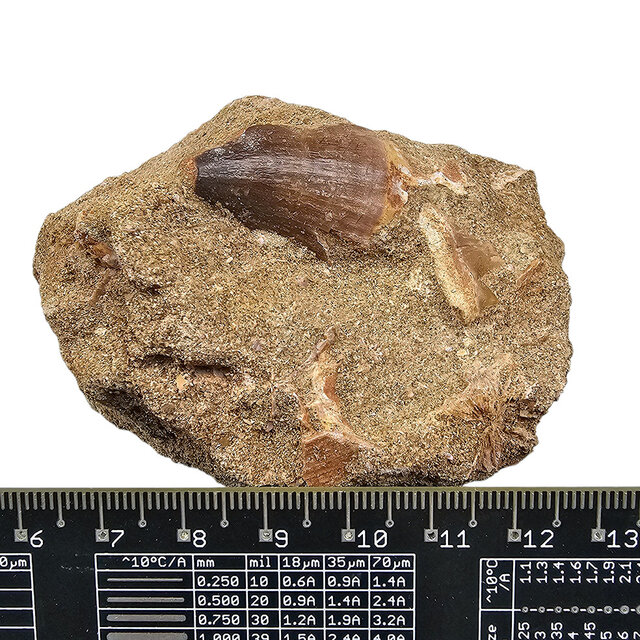 Zahn des Mosasauriers in Matrix