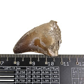 Mosasauruszahn aus Marokko