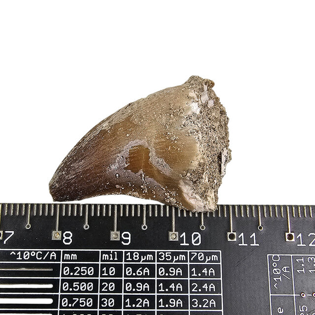 Mosasaurus tand uit Marokko