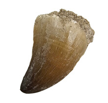 Mosasaurus tooth from Morocco