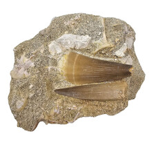 Tand van de mosasaurus in matrix