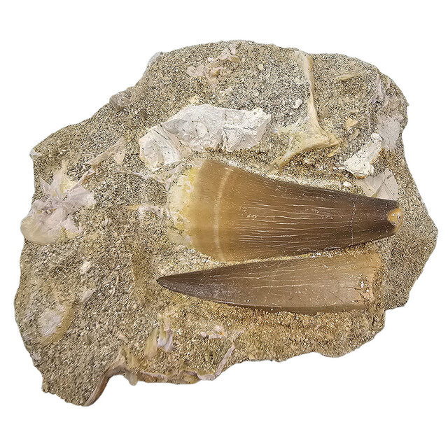 Tooth of the mosasaur in matrix