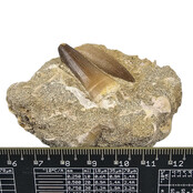 Tooth of the mosasaur in matrix
