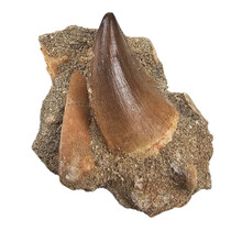 Tooth of the mosasaur in matrix