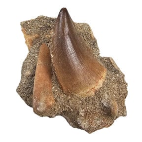 Mosasaur tooth with bone fragmentenen in matrix