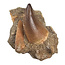 Tooth of the mosasaur in matrix