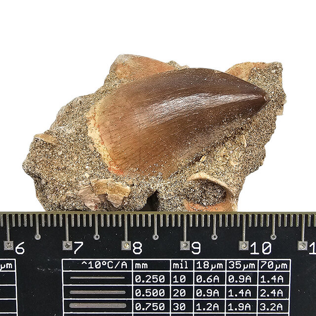 Tooth of the mosasaur in matrix