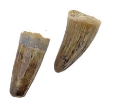 Real dinosaur tooth of the Spinosaurus