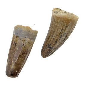 Spinosaurus tooth 2 pieces