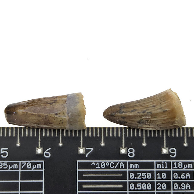 Real dinosaur tooth of the Spinosaurus