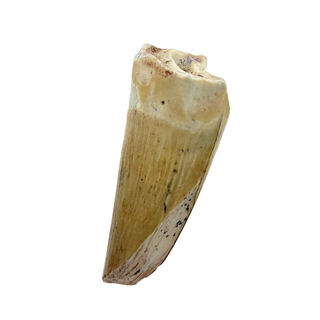 Real dinosaur tooth of the Spinosaurus
