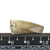 Echter Dinosaurierzahn des Spinosaurus