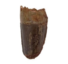 Real dinosaur tooth of the Spinosaurus