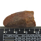 Real dinosaur tooth of the Spinosaurus