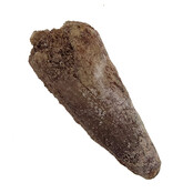 Echte dinosaurus tand van de spinosaurus