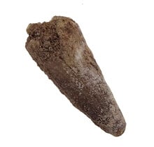 Echter Dinosaurierzahn des Spinosaurus