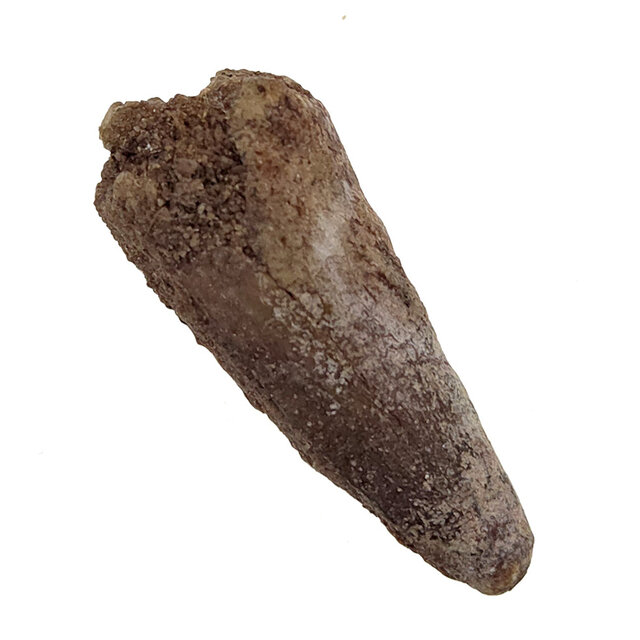 Echter Dinosaurierzahn des Spinosaurus