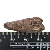 Real dinosaur tooth of the Spinosaurus